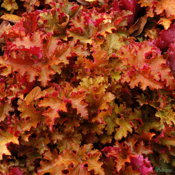 фото Гейхера Зиппер (Heuchera Zipper)
