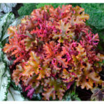 Гейхера Зиппер (Heuchera Zipper)