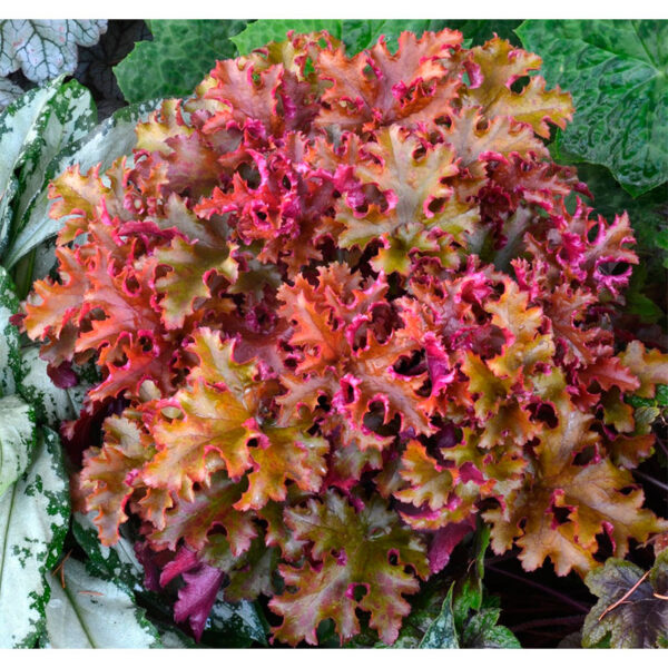 уход и цена Гейхера Зиппер (Heuchera Zipper)