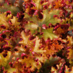 Гейхера Зиппер (Heuchera Zipper)