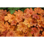 gejkherella-battered-ram-heucherella-buttered-rum-maslyanyj-rom-1