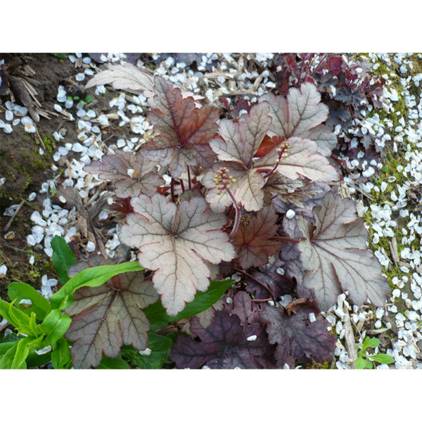 фото Гейхерелла Гансмоук (Heucherella Gunsmoke)