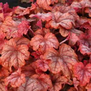 описание Гейхерелла Ханей Роуз (Heucherella Honey Rose)