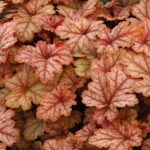 Гейхерелла Ханей Роуз (Heucherella Honey Rose)