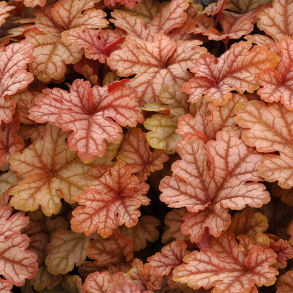 купить Гейхерелла Ханей Роуз (Heucherella Honey Rose)