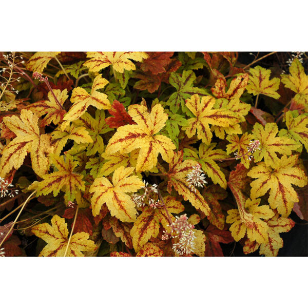 Гейхерелла Санрайз Фолс (Heucherella Sunrise Falls) купить Гейхерелла Санрайз Фолс (Heucherella Sunrise Falls)