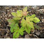 Гейхерелла Санрайз Фолс (Heucherella Sunrise Falls)