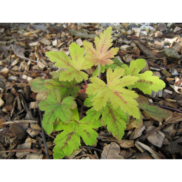 растения Гейхерелла Санрайз Фолс (Heucherella Sunrise Falls)