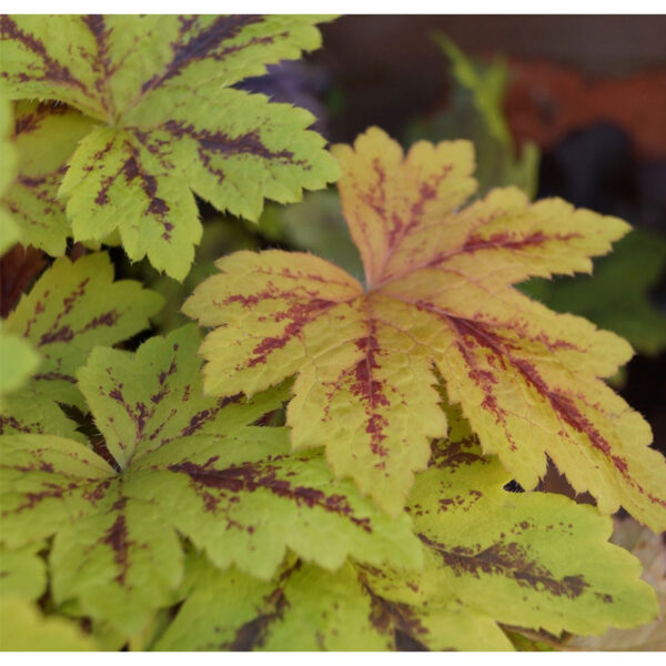 фото Гейхерелла Санрайз Фолс (Heucherella Sunrise Falls)