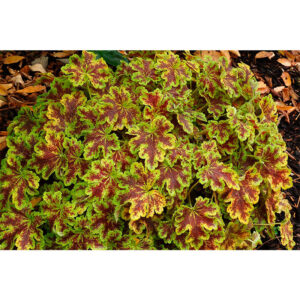 декоративный кустарник Гейхерелла Солар Эклипс (Heucherella Solar Eclips, Солнечное Затмение)