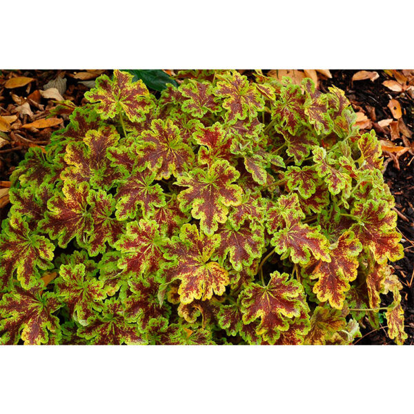 Гейхерелла Солар Эклипс (Heucherella Solar Eclips, Солнечное Затмение) декоративный кустарник Гейхерелла Солар Эклипс (Heucherella Solar Eclips, Солнечное Затмение)