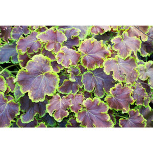 фото Гейхерелла Солар Эклипс (Heucherella Solar Eclips, Солнечное Затмение)