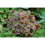Гейхерелла Солар Эклипс (Heucherella Solar Eclips, Солнечное Затмение)