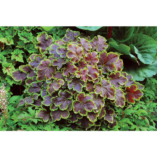 купить Гейхерелла Солар Эклипс (Heucherella Solar Eclips, Солнечное Затмение)