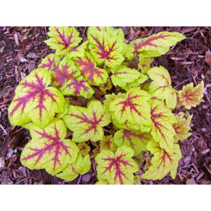 фото Гейхерелла Стоплайт (Heucherella Stoplight)