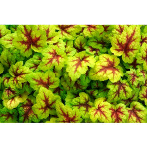 купить Гейхерелла Стоплайт (Heucherella Stoplight)