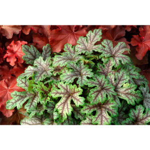 купить Гейхерелла Тапести (Heucherella Tapestry)