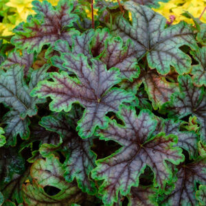 фото Гейхерелла Тапести (Heucherella Tapestry)