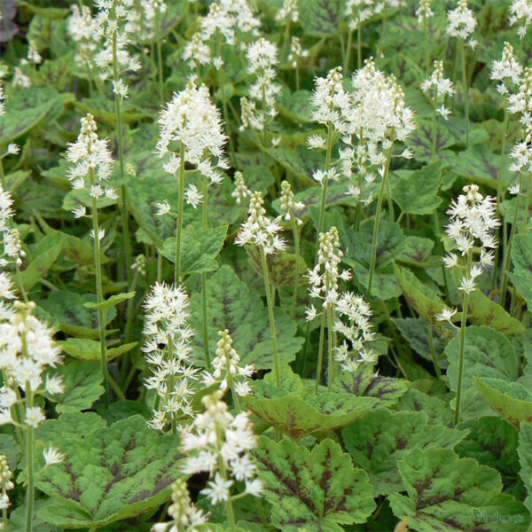купить Тиарелла Джиперс Криперс (Tiarella Jeepers Creepers)