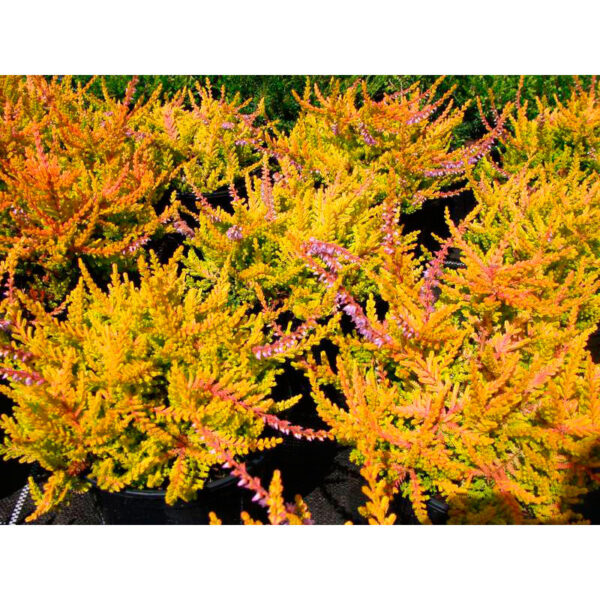 Вереск_обыкновенный_Wickwar_Flame_1 фото вереск обыкновенный Wickwar Flame