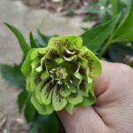 Chemernik Double Ellen Green Spotted в горщику