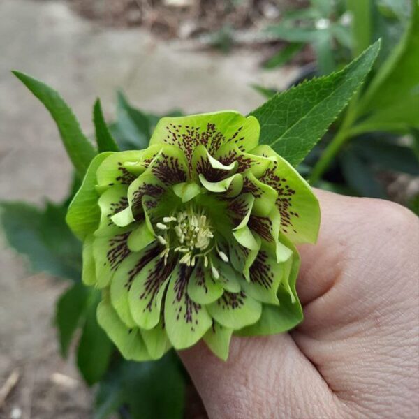Чемерник Double Ellen Green Spotted поштою