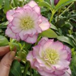 Chemernik Double Ellen Picotee в Україні