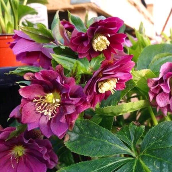 Helleborus Double Ellen Red червона квітка