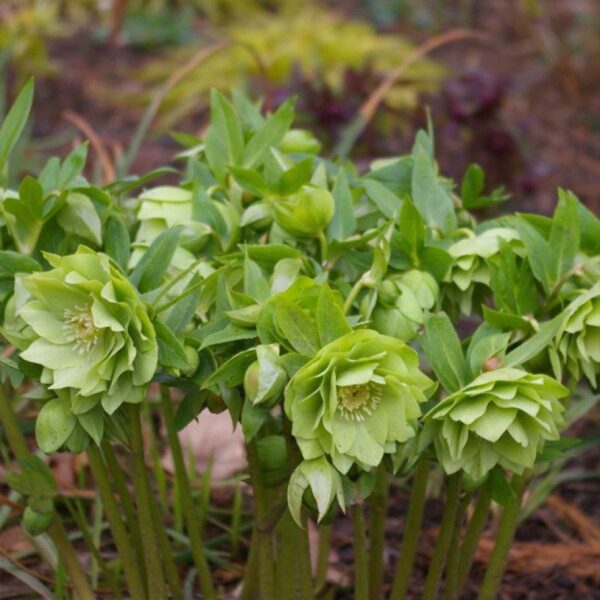 Чемерник Double Ellen Green Spotted купити