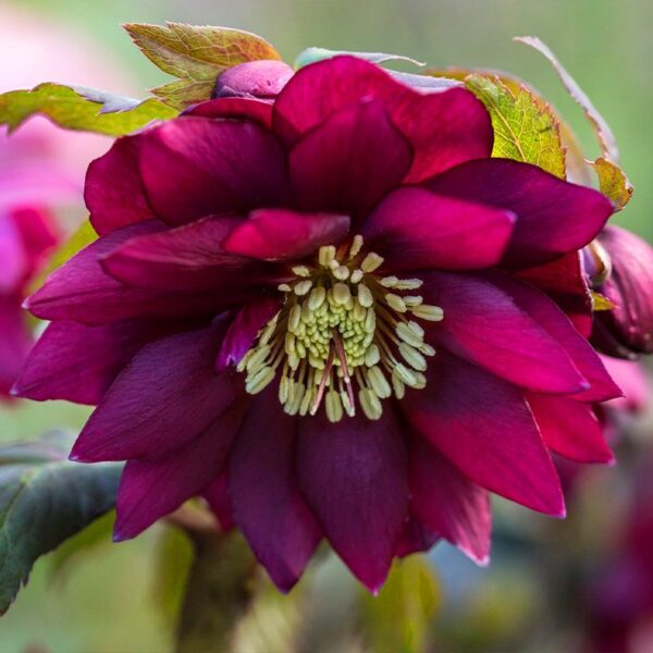 Морозник Double Ellen Red купити Чемерник Double Ellen Red в Україні