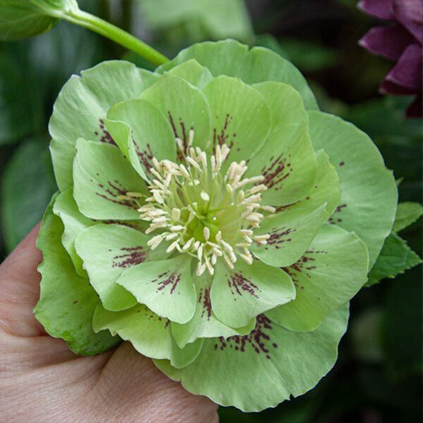 Чемерник Double Ellen Green Spotted