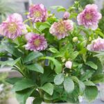 Helleborus Double Ellen Pink дешево