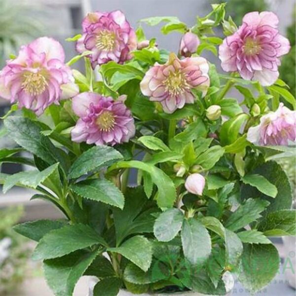 Chemernik Double Ellen Pink в Україні