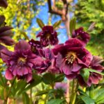 Helleborus Double Ellen Red