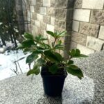 Helleborus Double Ellen Red_ціна