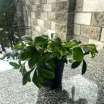 Helleborus Double Ellen White_ціна