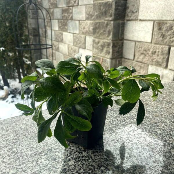 Helleborus Double Ellen White морозник