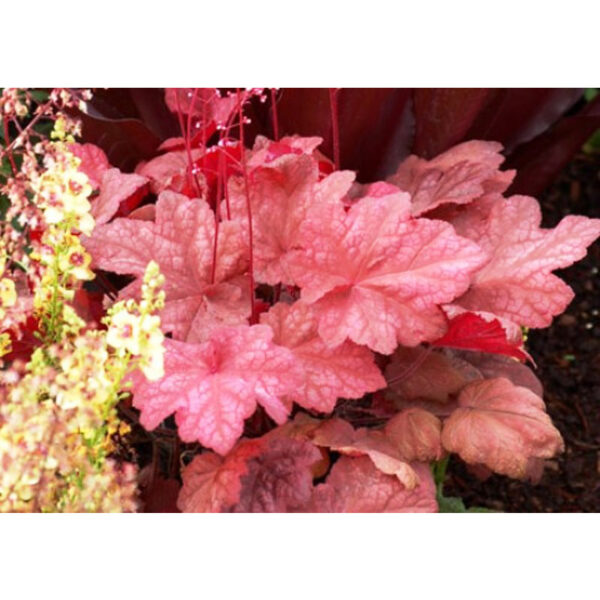 Декоративные гейхеры Autumn Leaves