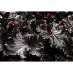 Black Pearl – новинка среди сортов гейхер