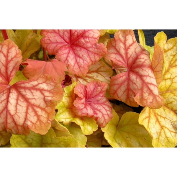 Heuchera Champagne растения для полутени
