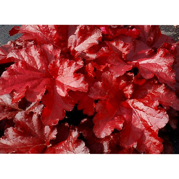 Купить дешево саженец гейхеры Forever Red