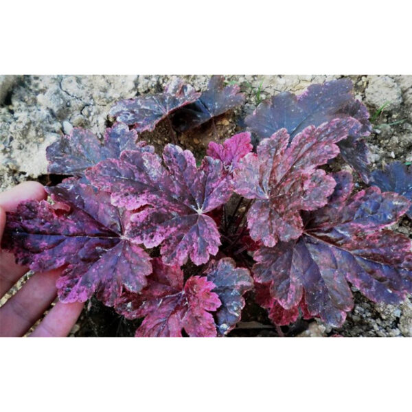 купить дешево Berry Fizz