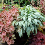 Copper Cascade – гейхерелла для дизайна сада