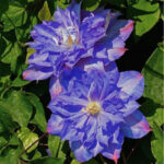 Оригинальный сорт клематиса Blue Explosion