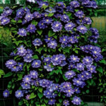 Клематис Blue Explosion