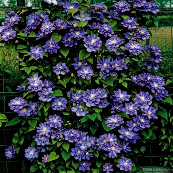Дешево купить клематис Blue Explosion