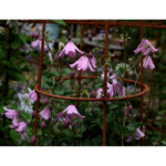 Купить плетущийся клематис Hagelby Pink