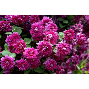 Купить саженцы Purpurea Plena Elegans дешево с доставкой
