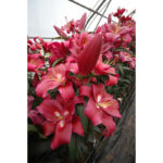 liliya-ot-gibrid-borello-2