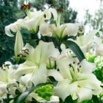 liliya-ot-gibrid-zambesi-2